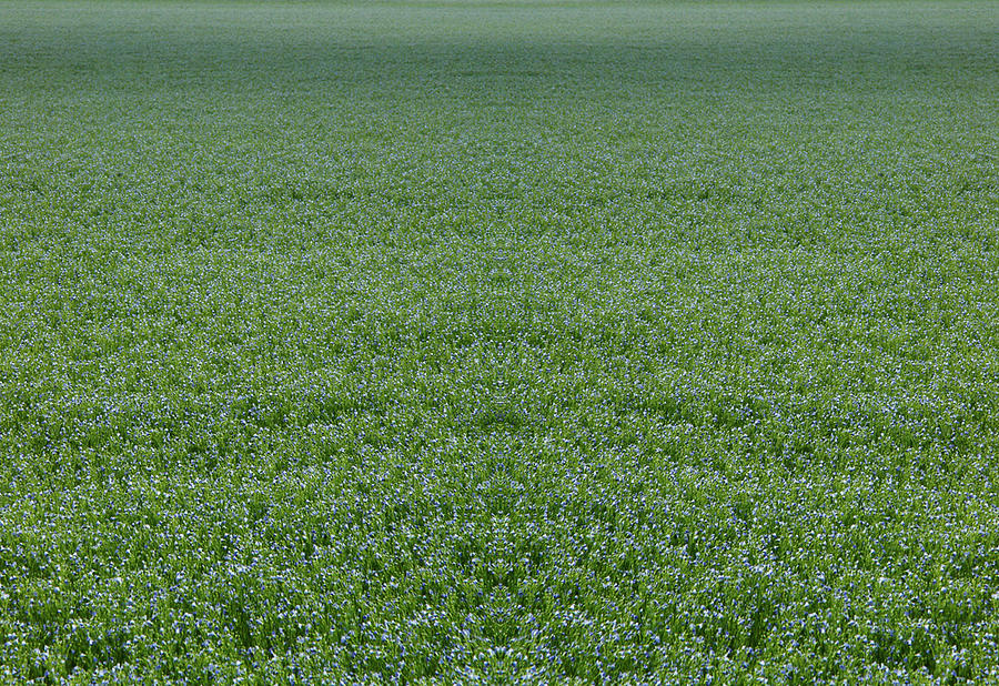 Flax Photograph - Flax by A paul Cartier Flax Photograph - Flax by A paul Cartier