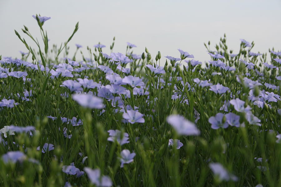 Flax V Photograph by Dylan Punke