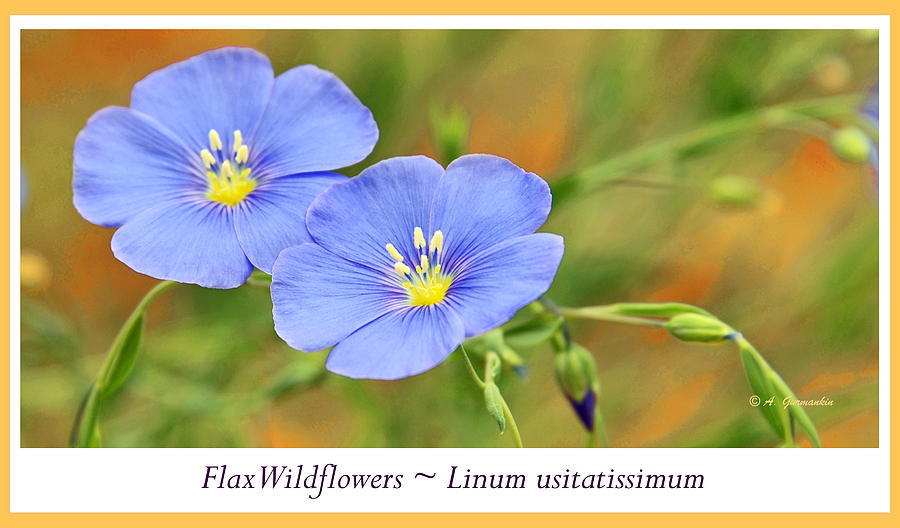Flax Wildflowers Photograph by A Macarthur Gurmankin