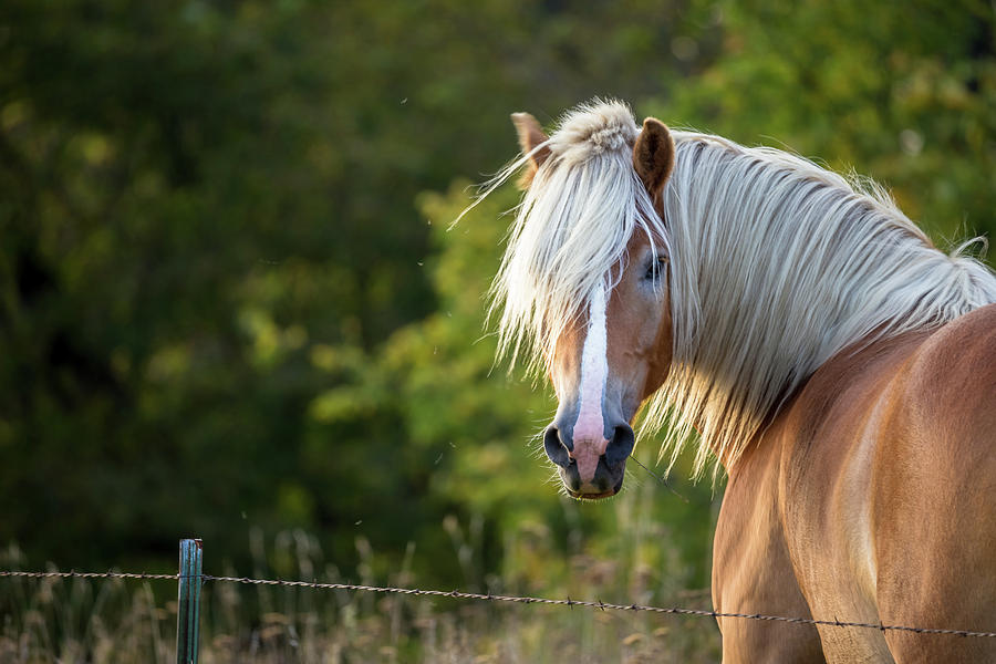 Flaxen Mane Photograph by Penny Meyers