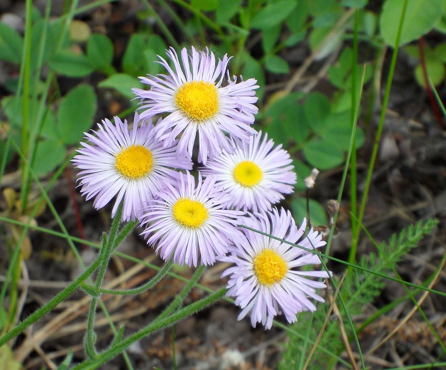 Fleabane aka Erigeron Photograph by Mark Lehar - Fine Art America