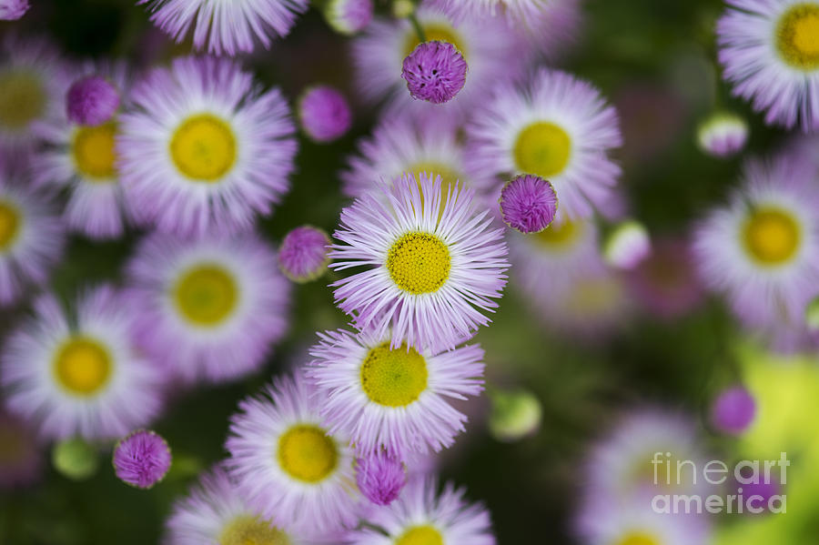 Flower Photograph - Fleabane Daises by Tim Gainey