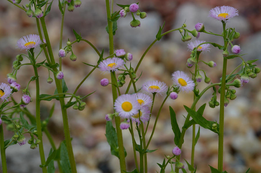 Fleabane Wildflower Photograph By Belinda Stucki Fine Art America