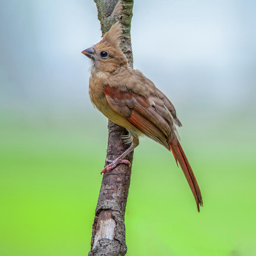 Fledgling Cardinal Photograph by Cathy Kovarik