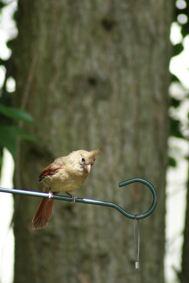 Fledgling Cardinal Photograph by Margie Avellino