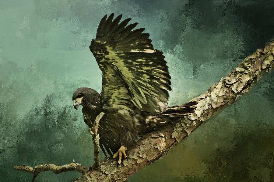 Fledgling Eagle Digital Art by TnBackroadsPhotos