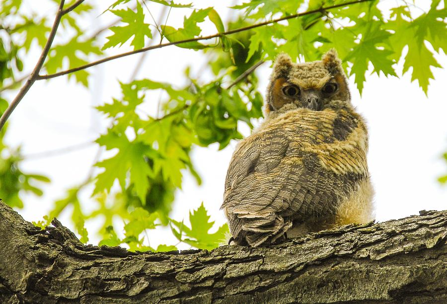Owl Photograph - Fledgling Great Horned Owl by Robert Smice