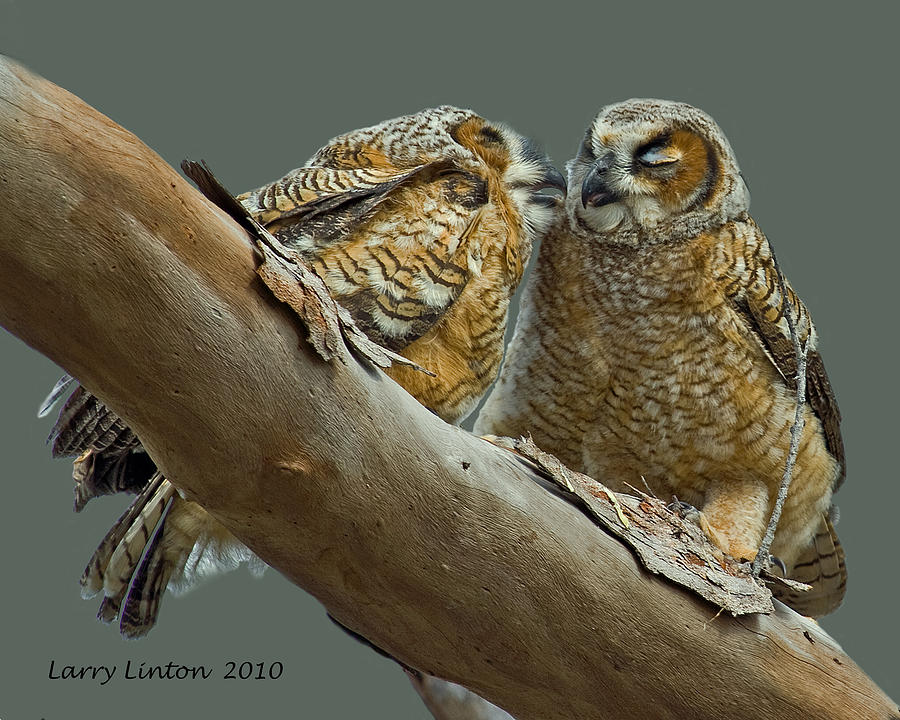 Nature Photograph - Fledgling Great Horned Owls by Larry Linton