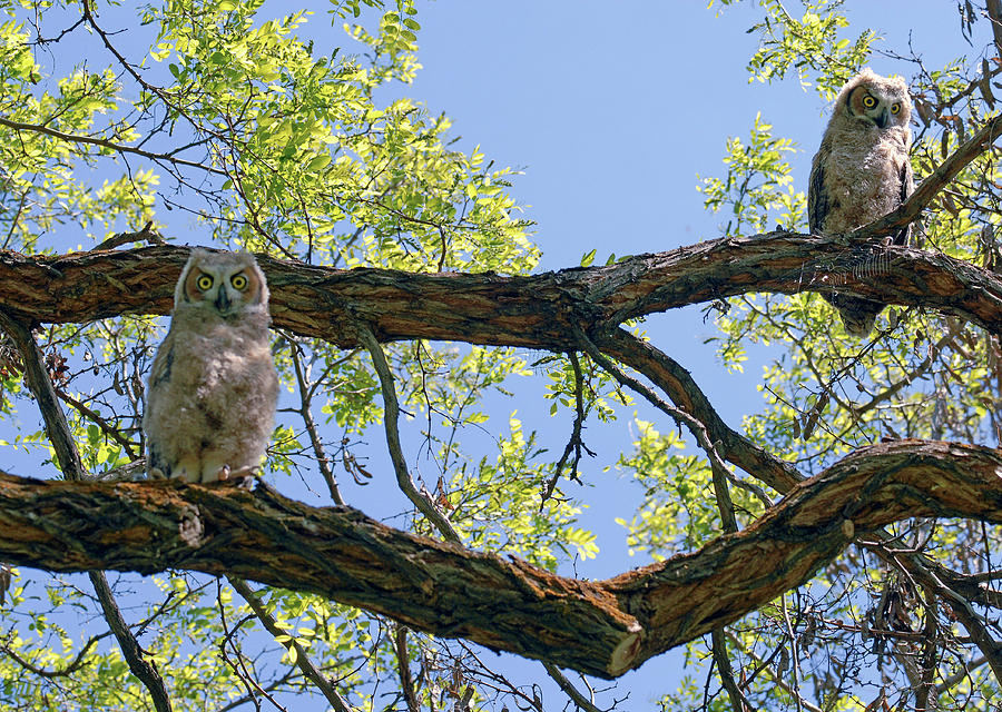 Fledgling Great Horned Owls Photograph by Michelle Halsey