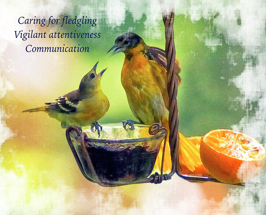 Oriole Photograph - Fledgling Haiku by Constantine Gregory