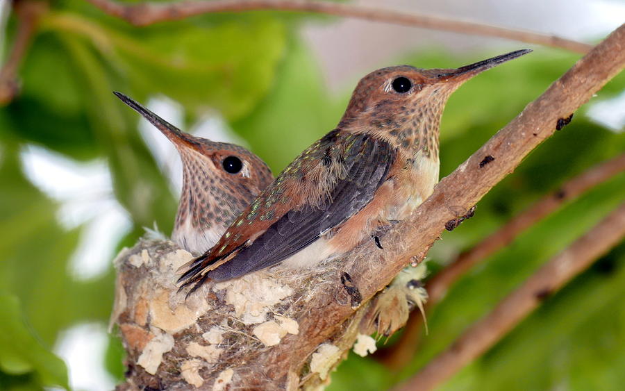 Fledgling Hummingbirds Photograph by Hamid Moham - Fine Art America