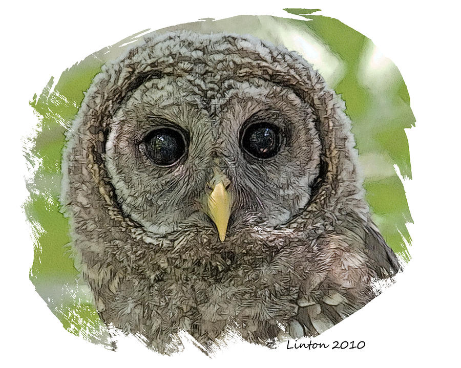 Fledgling Owl Digital Art by Larry Linton