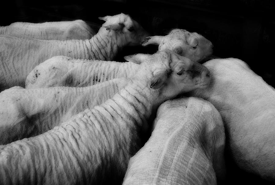 Sheep Photograph - Fleeced by Wayne Sherriff