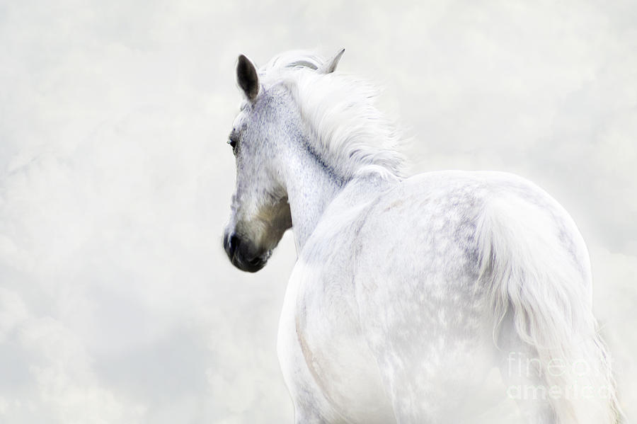 Dapple Grey Horse Photograph by Ethiriel Photography
