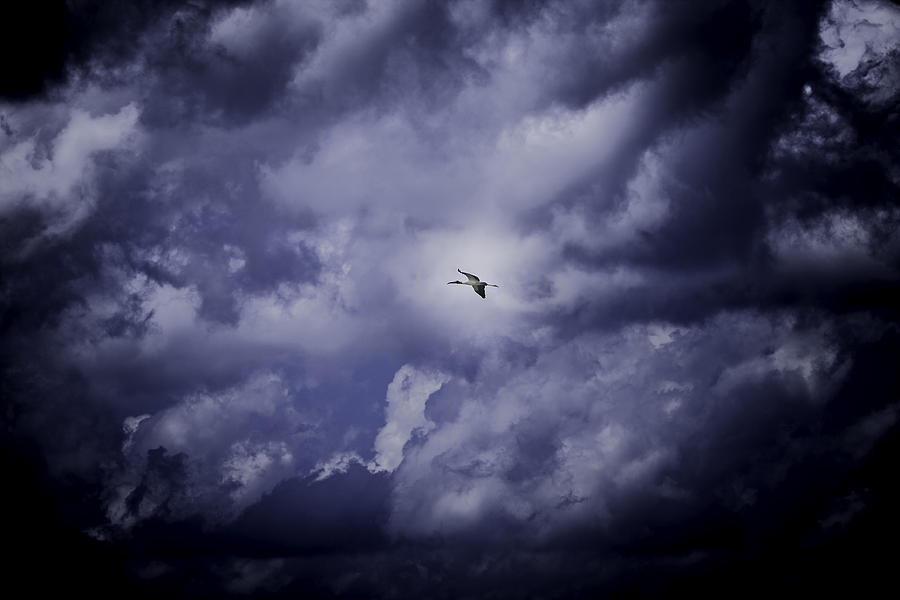 Fleeing the Storm Photograph by Jason Moynihan