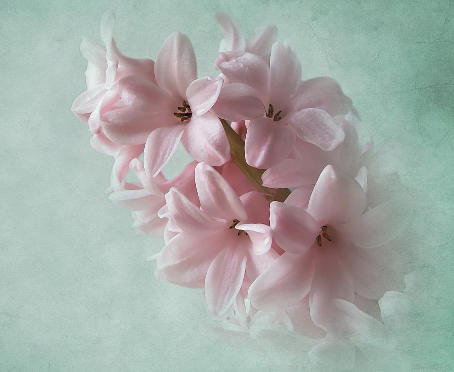 Fleeting Spring Pink Photograph by Deborah Smith