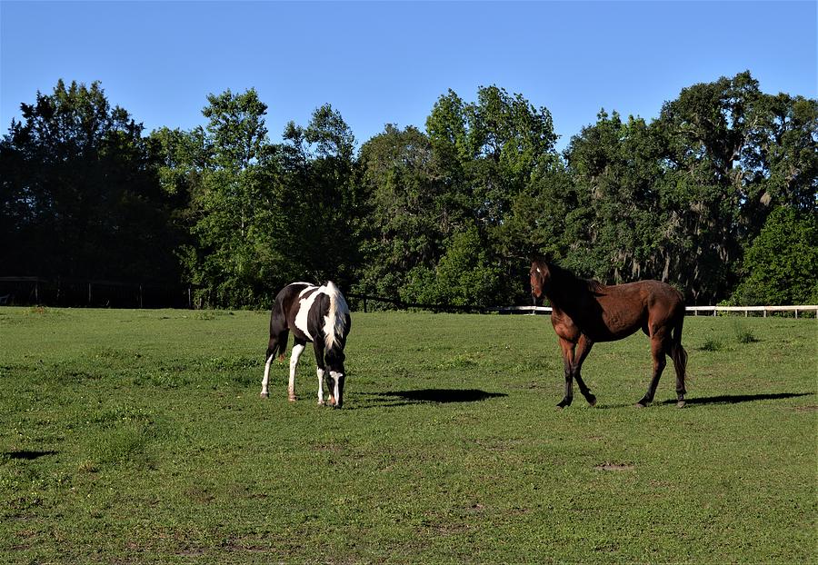 Horse Photograph - Flemington Florida Horses by Warren Thompson