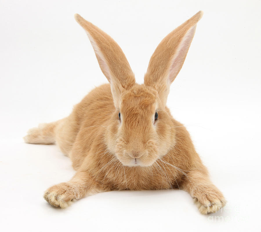 Flemish Giant Rabbit Photograph by Mark Taylor
