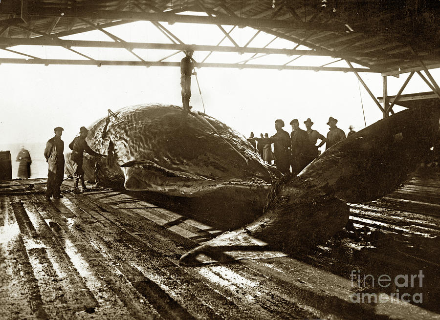 Whale Photograph - Flensing a Sperm Whale in the try works of the Moss Landing Whaling 1919 by Monterey County Historical Society
