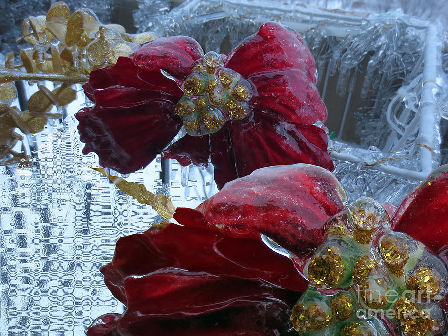 Fleur de glace // Poinsettia // Ice Flower Digital Art by Dominique Fortier