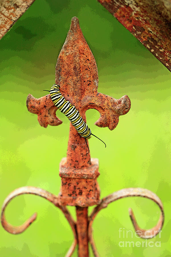Fleur de Lis Artistic and Monarch Caterpillar Photograph by Luana K Perez