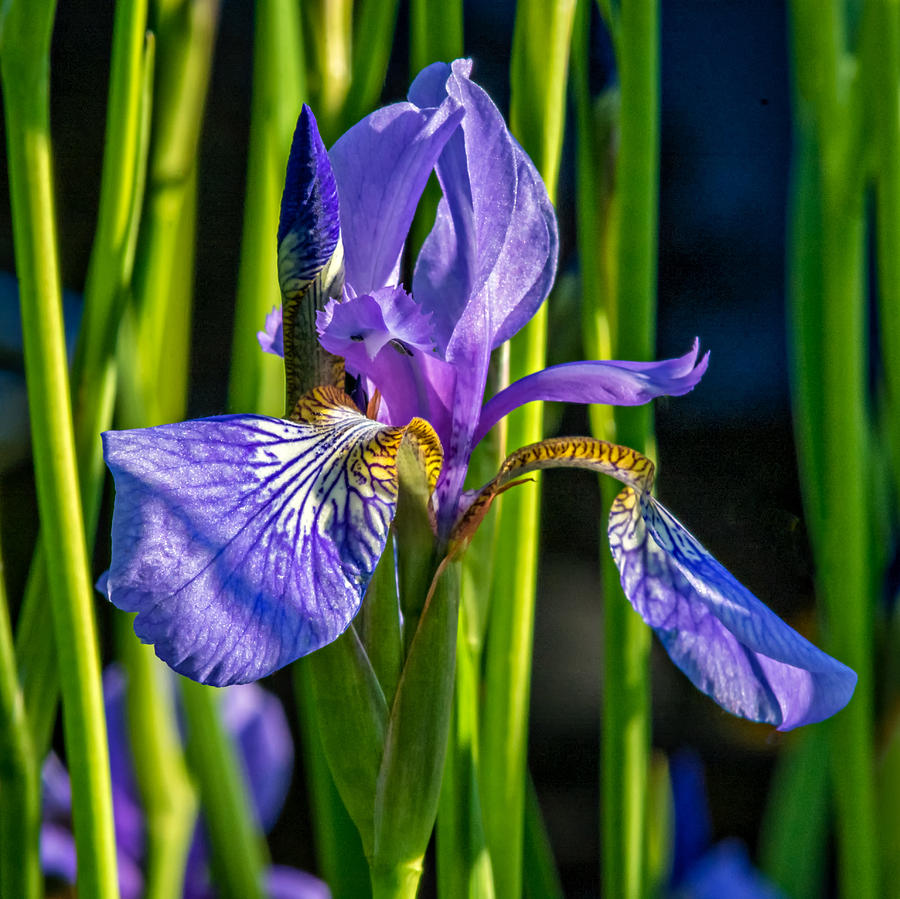 Iris Photograph - Fleur-de-lis by Steve Harrington