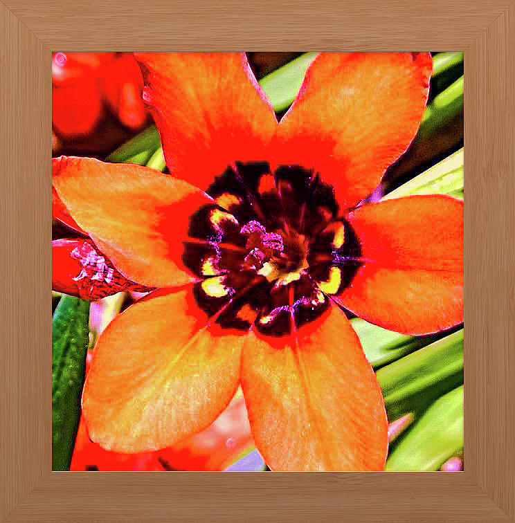 Orange Flower Photograph - Fleur DOranger by Shirley Anderson