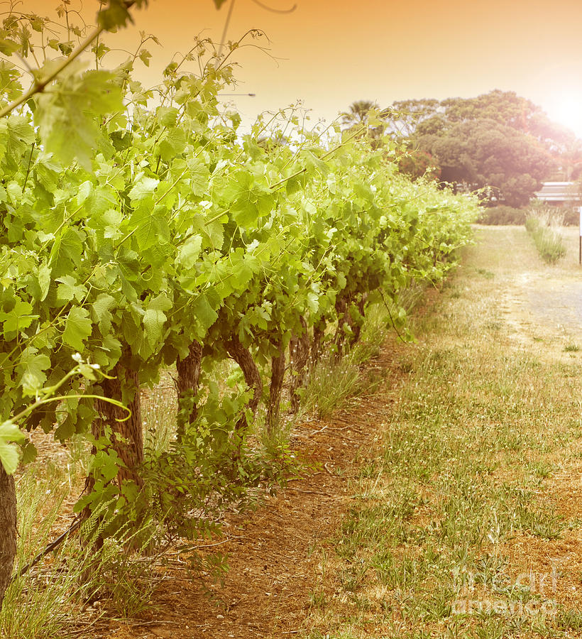 Fleurieu grapevines Photograph by Milleflore Images