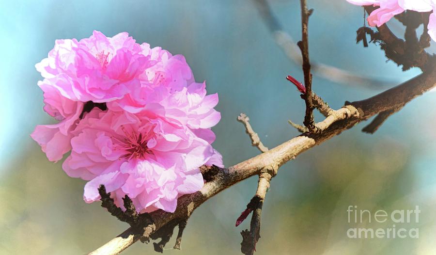 Fleurs de Cerisier Photograph by Diana Mary Sharpton