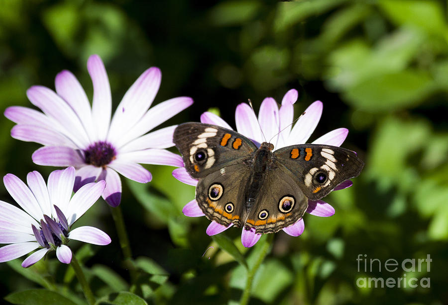 Butterfly Photograph - Fleurs Violettes Adorned With A Papillon by Ruth Jolly