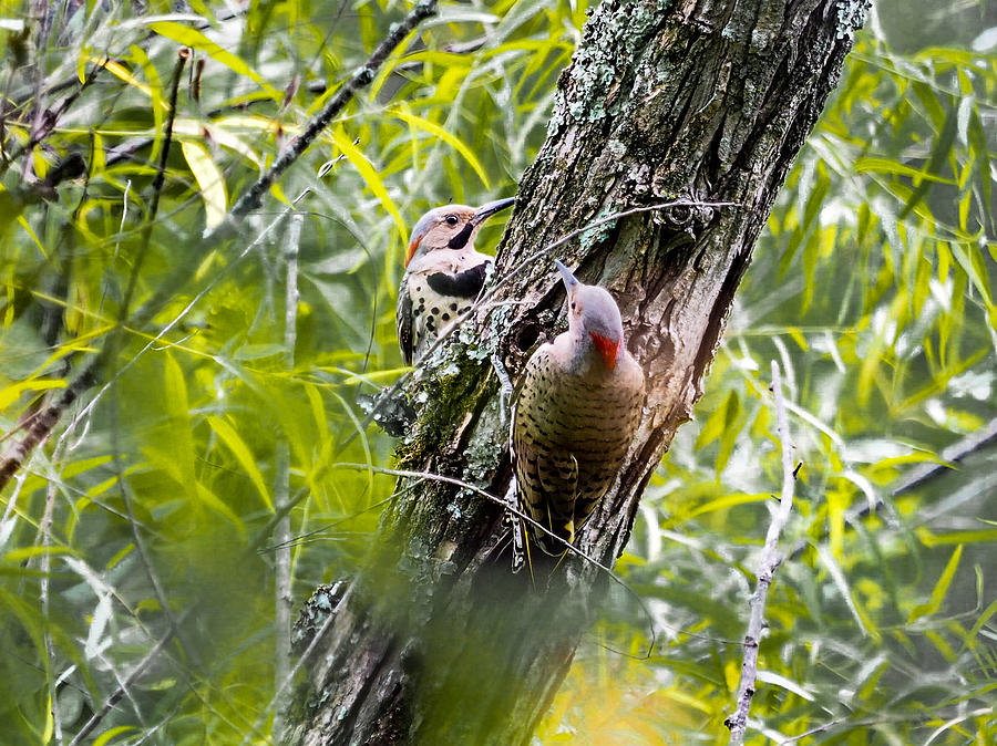 Woodpecker Photograph - Flicker Antics by Paula Ponath