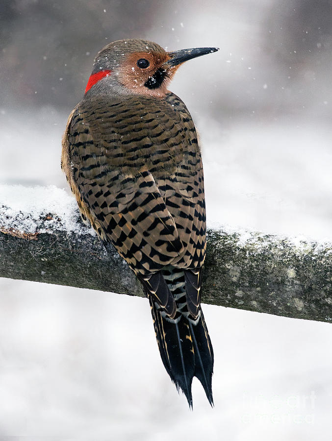 Flicker Photograph by Art Cole