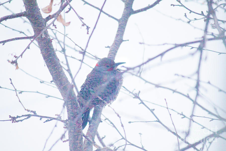 Flicker Bird on Branch Photograph by Donna L Munro