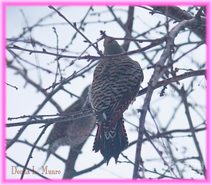 Flicker  Photograph by Donna L Munro