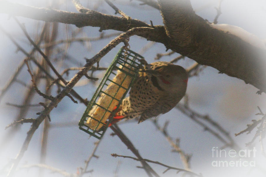 Flicker Eating Suet Photograph by Donna L Munro