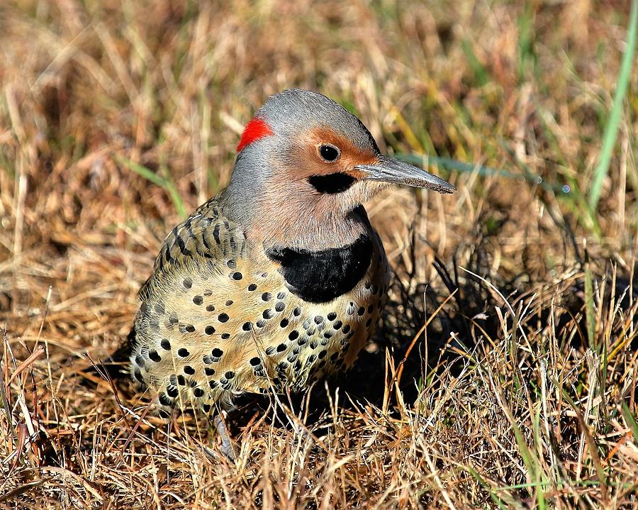 Flicker Photograph by Michael Conroy - Fine Art America