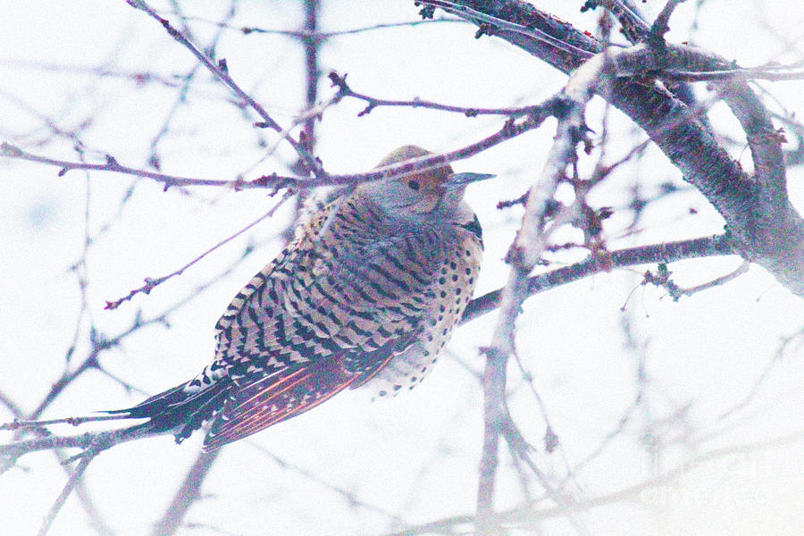 Flicker on Branch Photograph by Donna L Munro