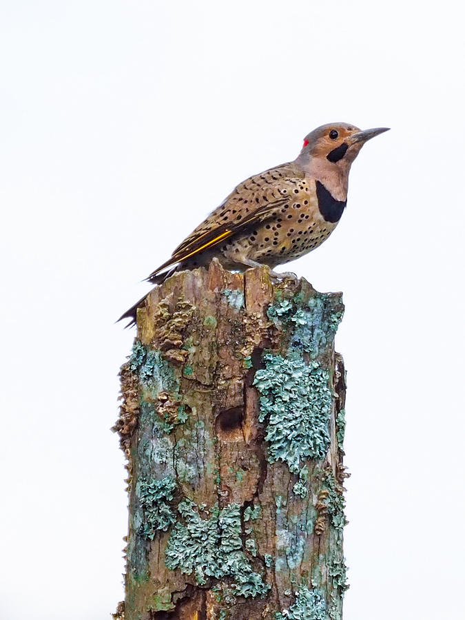 Flicker Perched on Tree Photograph by Paula Ponath