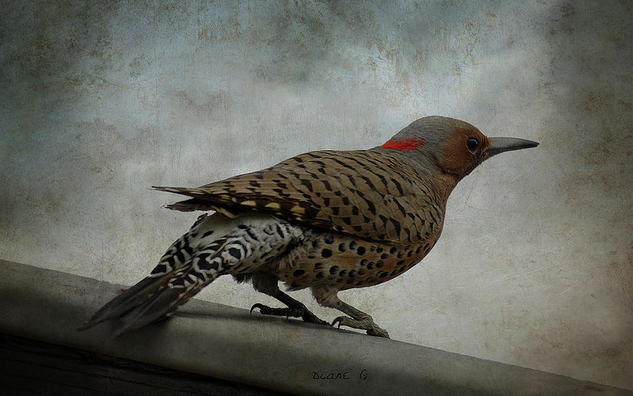 Flicker Woodpecker Photograph by Diane Giurco