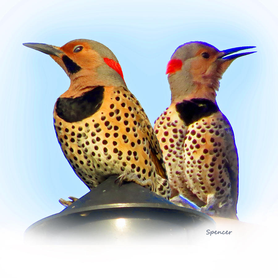 Flicker X2 Photograph by T Guy Spencer