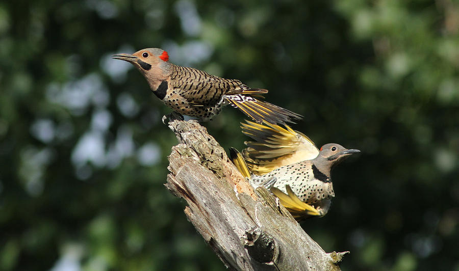 Flickers Photograph by Mircea Costina Photography