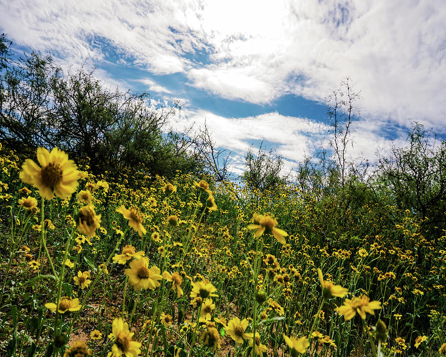 Flied Of Flowers 5 Photograph By Darrell Mcgahhey Fine Art America