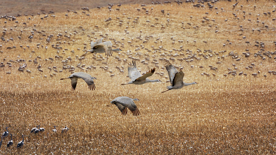 Flight Across the Sandhills Photograph by Susan Rissi Tregoning