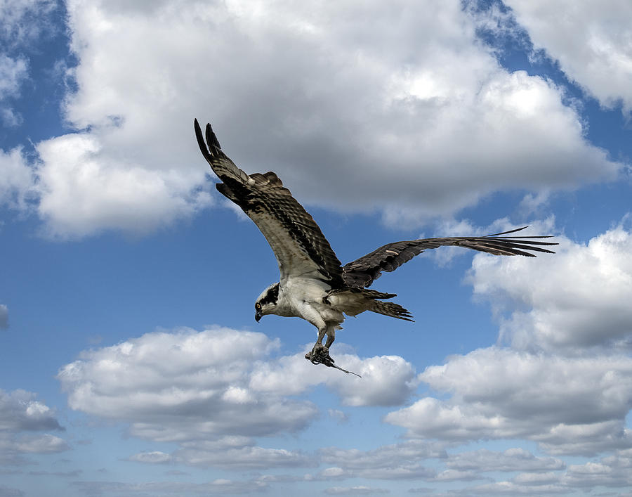 Flight Among The Clouds Photograph by William Bitman