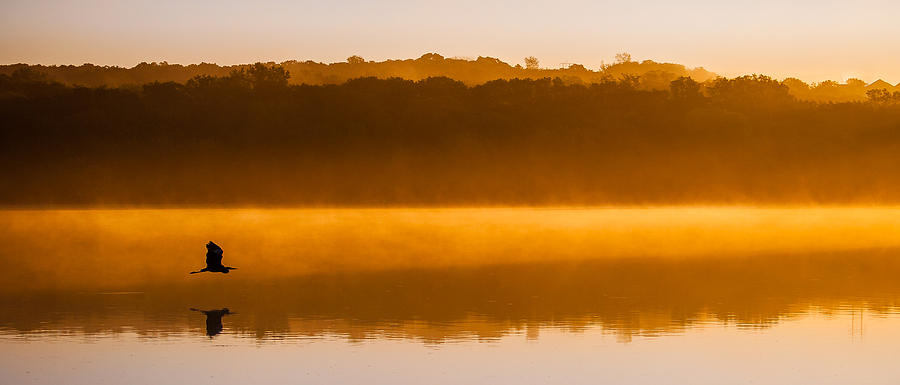 Flight at Dawn Photograph by Rikk Flohr