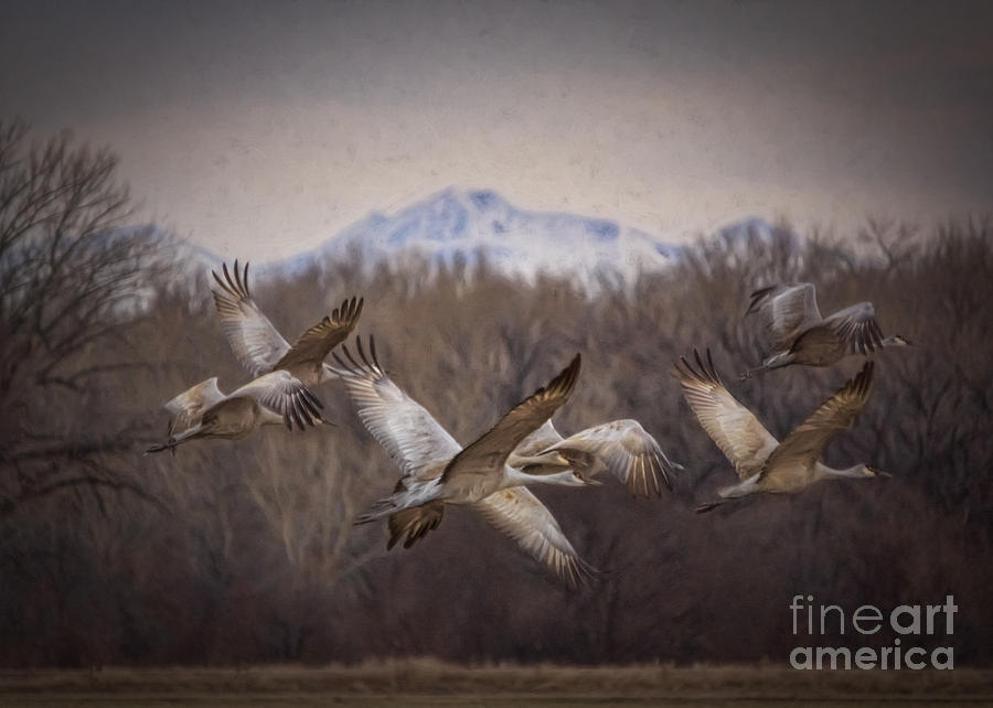 Flight Beneath The West Elk Mountains Painting by Janice Pariza