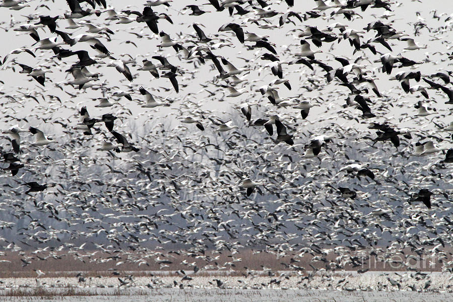 Flight of the Snow Goose Photograph by Elizabeth Winter