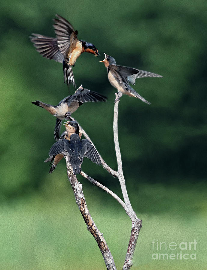 Flight Feeding Photograph by Art Cole