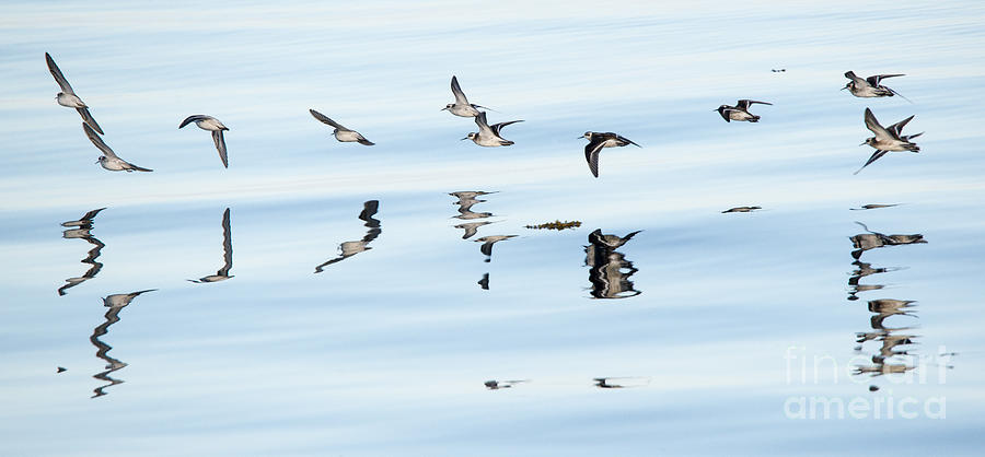 Bird Photograph - Flight Illusion by Michael Dawson