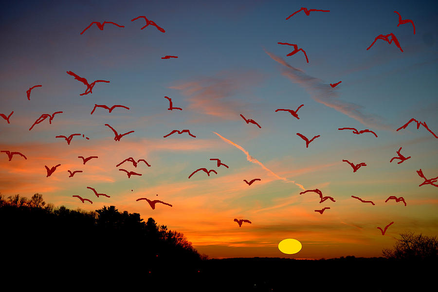 Bird Photograph - Flight In Heights by Anand Swaroop Manchiraju